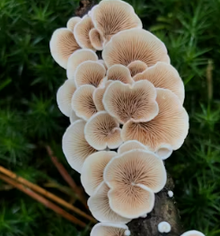 비타민D 많은 음식