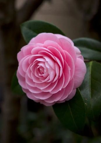 3월 서천 동백꽃 주꾸미 축제 완벽 가이드