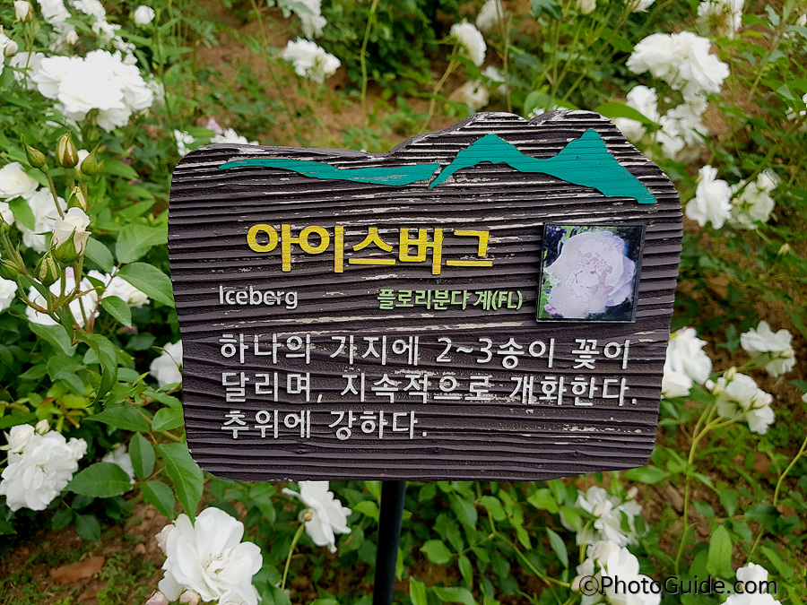 아이스버그