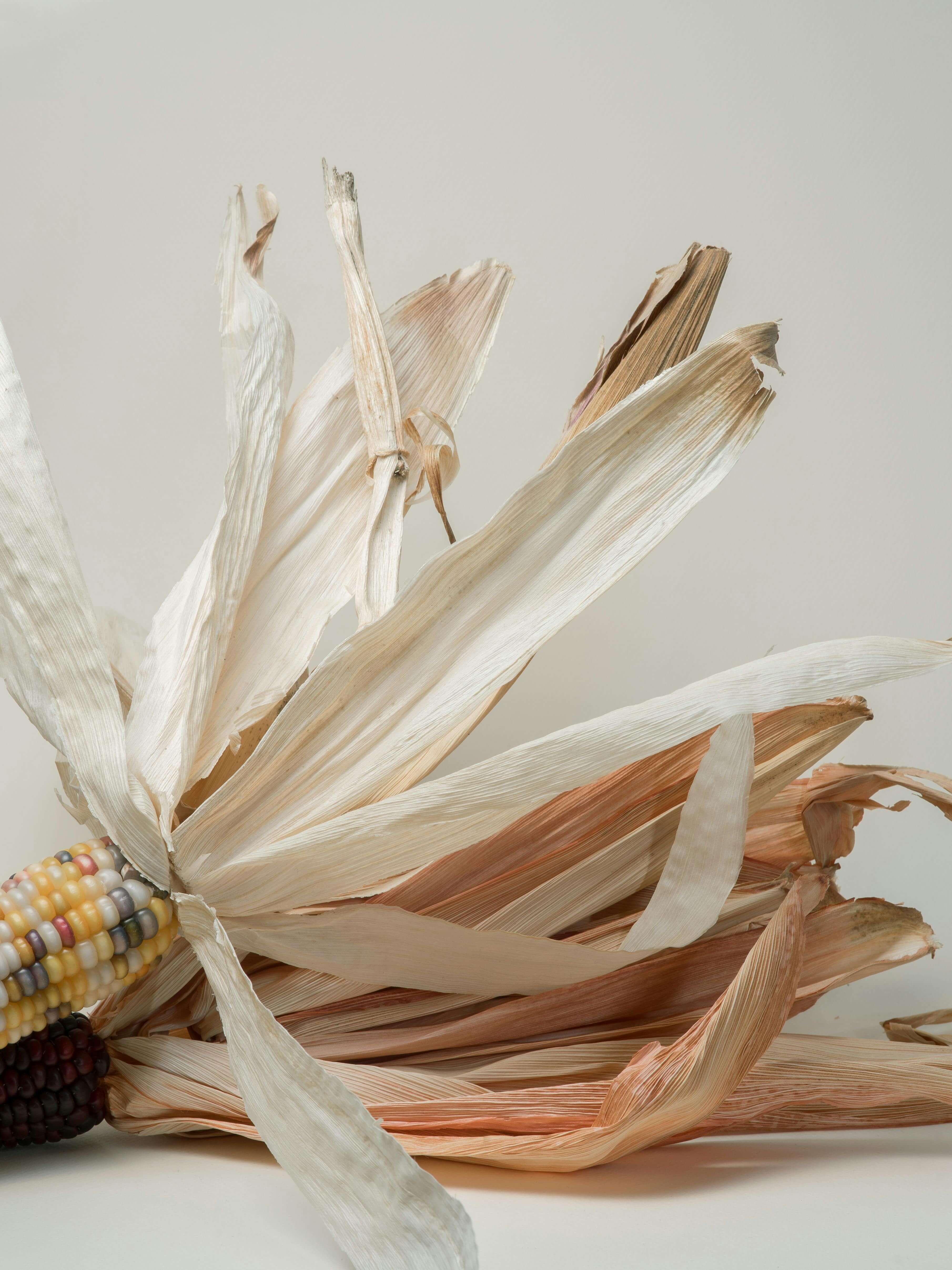 초당-옥수수-효능-삶는법-보관법-한번에-알아보기