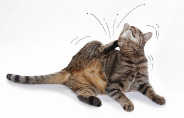 벼룩 때문에 가려움을 느끼는 고양이.