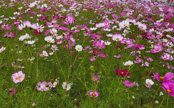 파주율곡습지공원