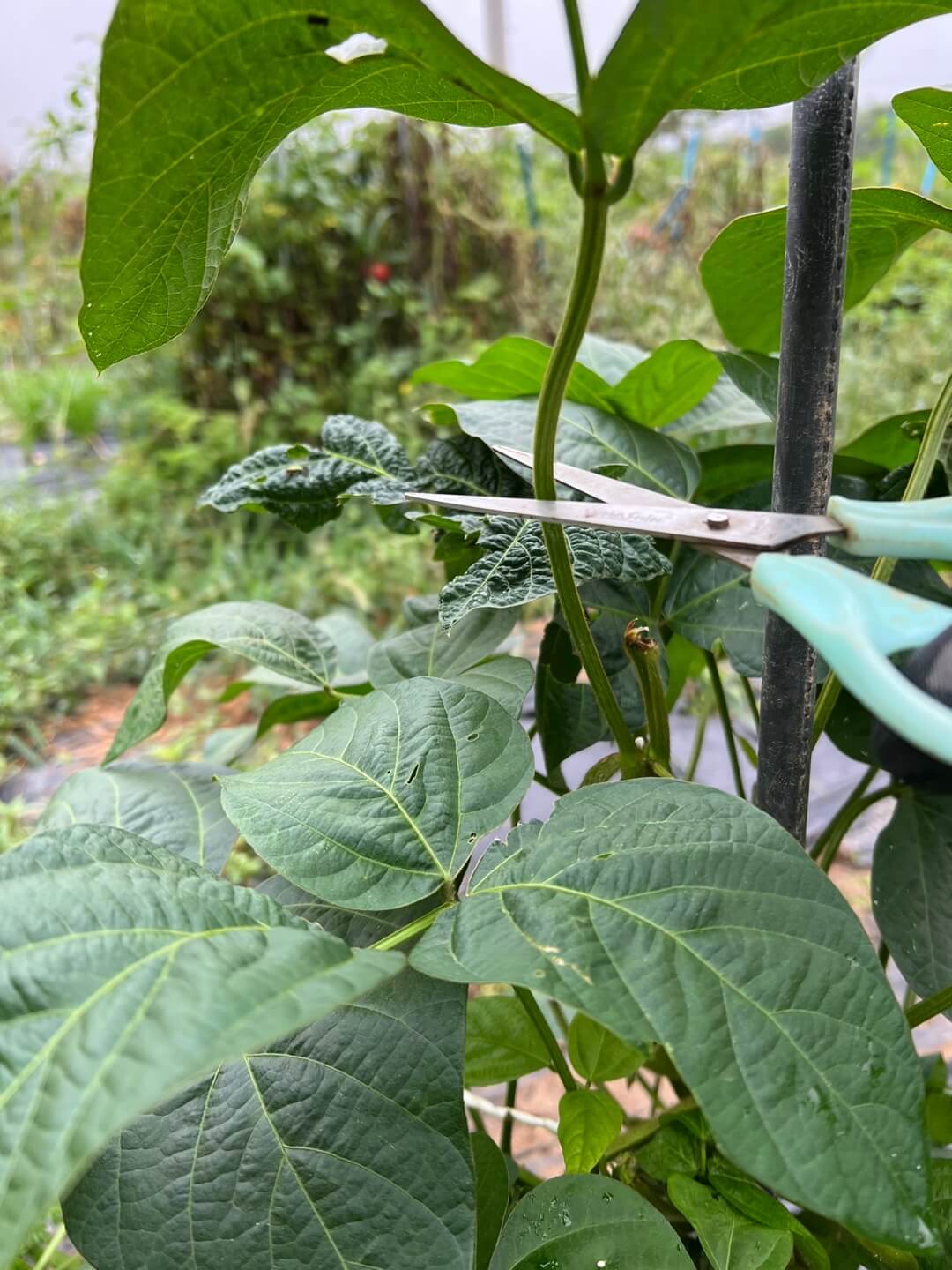 서리태 순지르기