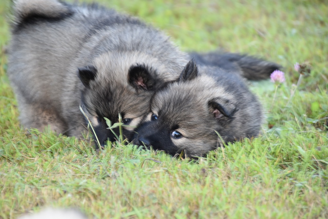 강아지 배변 실수 교정법 (11)