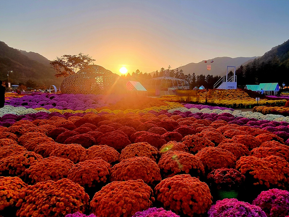 2024 강원도 인제 가을꽃 축제: 꽃길만 걷자 노을빛 국화 풍경, 단풍 후기 (10.17.)