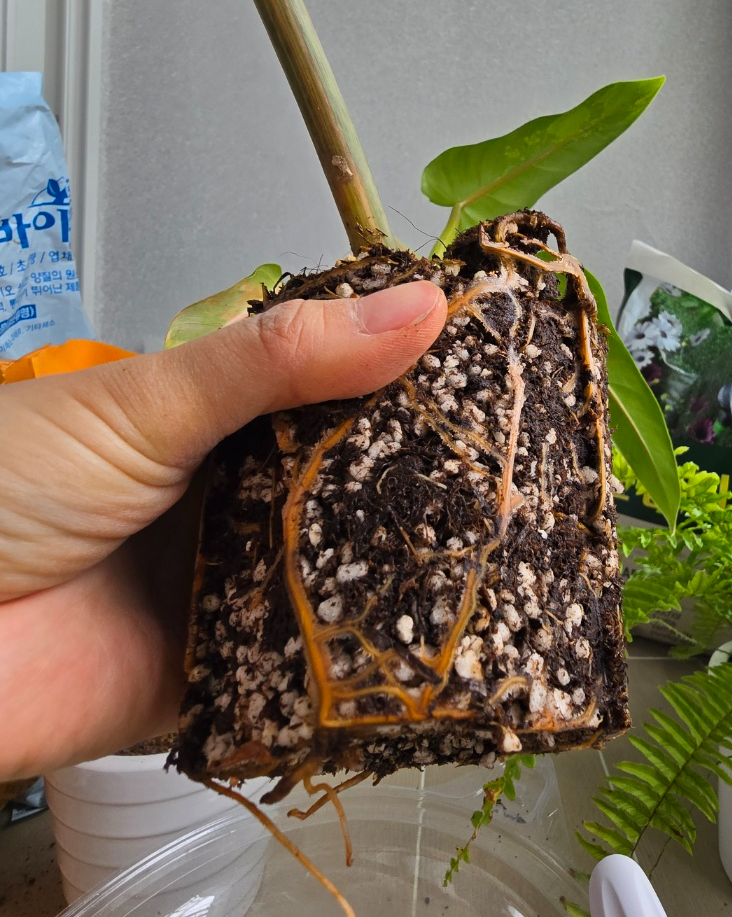 화분속에서 꺼낸 뿌리가 가득 찬 도메스티컴바리에가타
