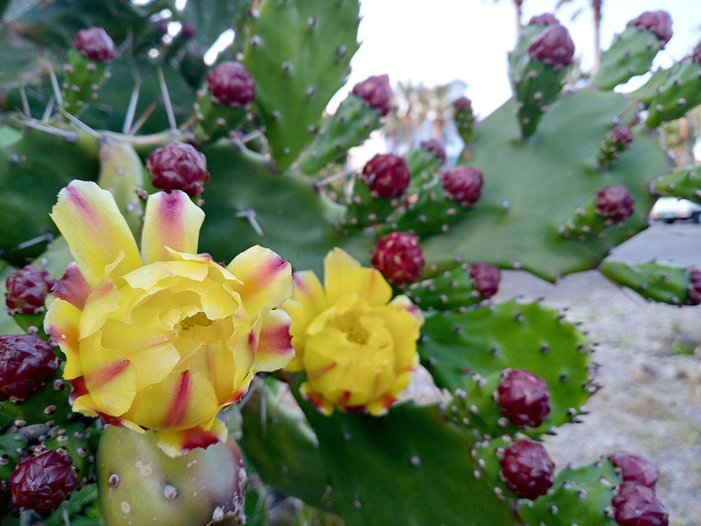 손바닥 선인장 백년초