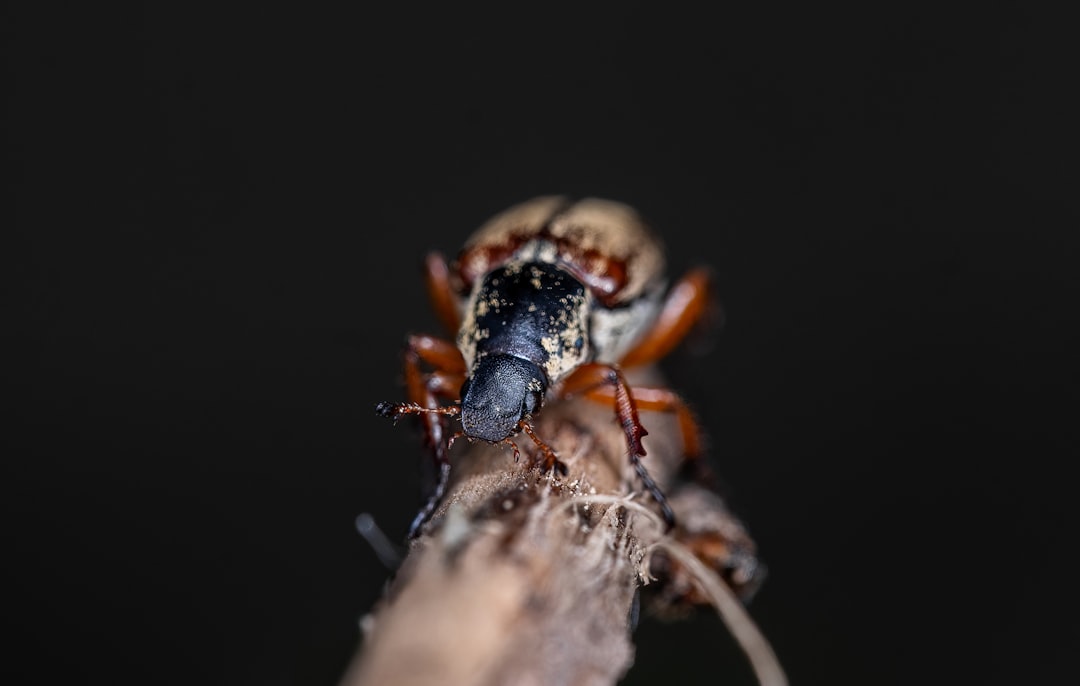Insecticide