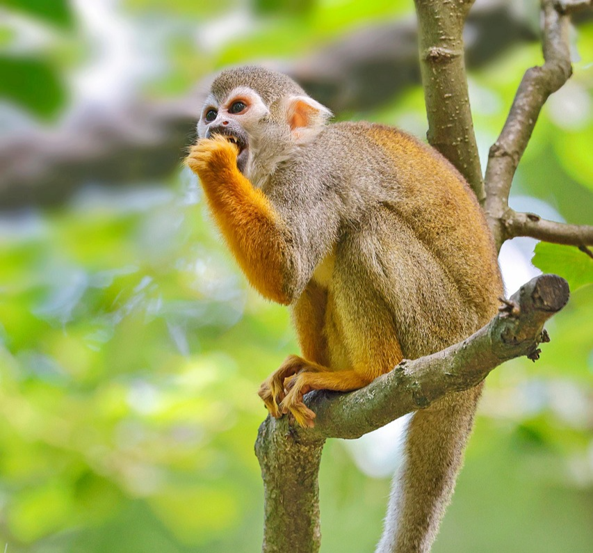 조삼모사 아침에 셋, 저녁에 넷