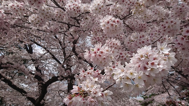 서울 벚꽃 명소 추천