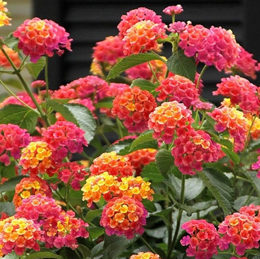 가을에 피는 꽃 란타나