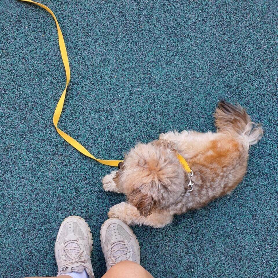 쉬고 있는 강아지2