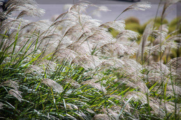 가을에 걷기 좋은 제주 올레길 3곳, 황금빛 억새와 단풍의 절경