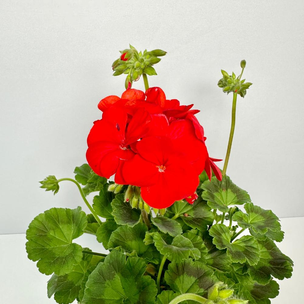 제라늄 키우는법, 종류, 삽목, 꽃말, 노란 잎 원인