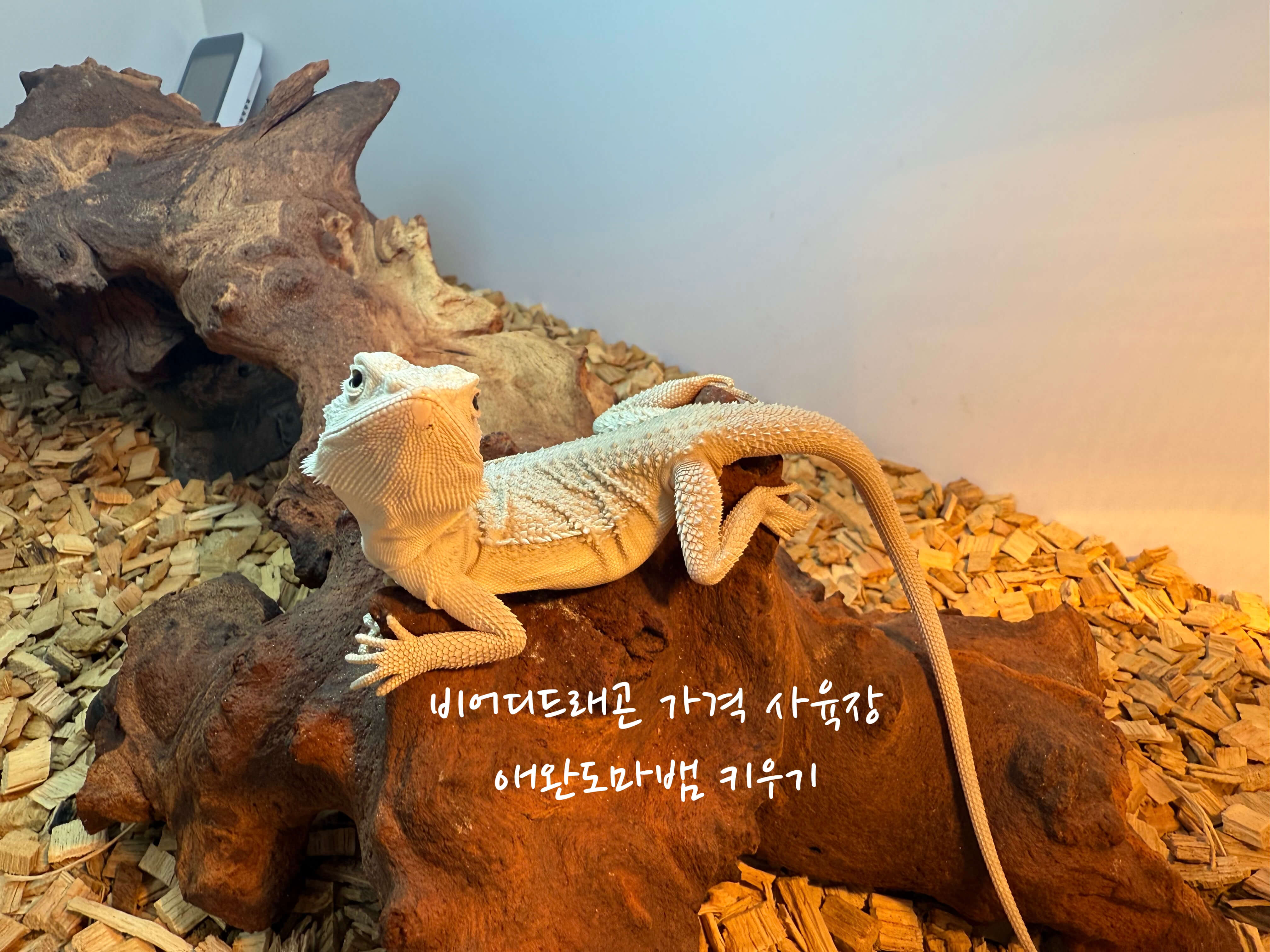 비어디드래곤 키우기