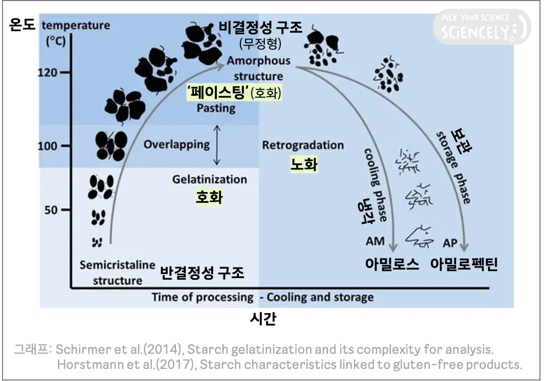 전분 녹말 호화 노화, 시간-온도 그래프, 반결정성 비결정성 구조, 가열 냉각 장기보관, 아밀로스 아밀로펙틴