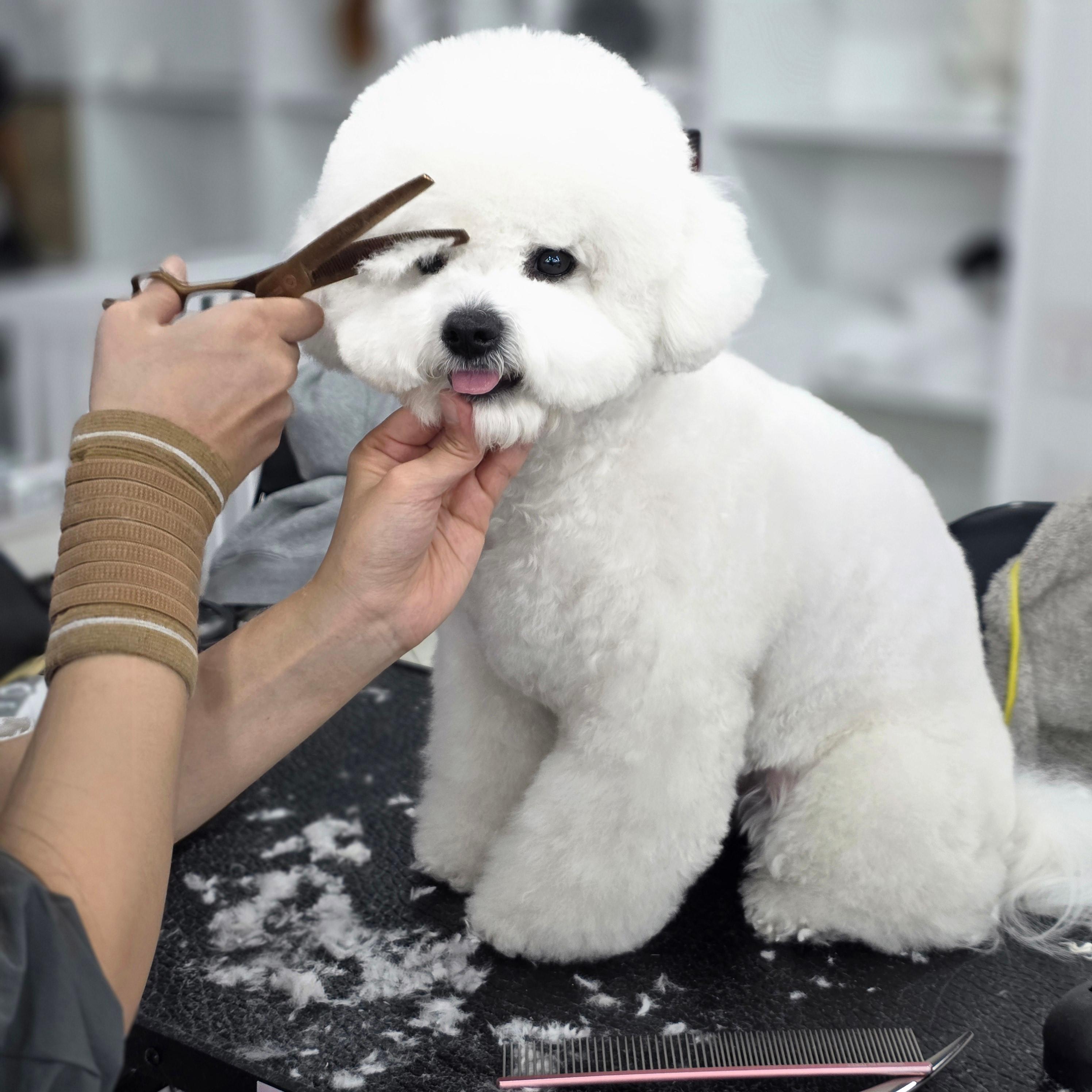 광명애견미용학원