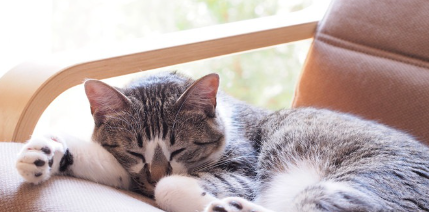 의자에서 자는 고양이 사진.