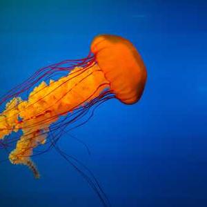 온누리상품권-조건