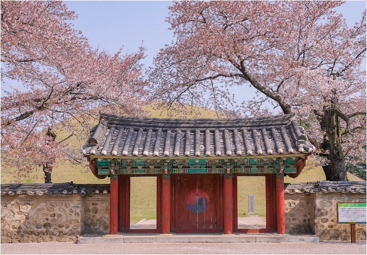 경주-벚꽃-명소