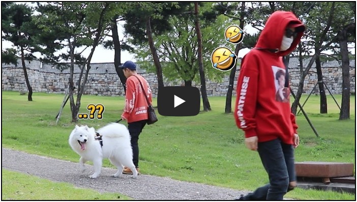 강아지 유튜버 순위 TOP 10 9