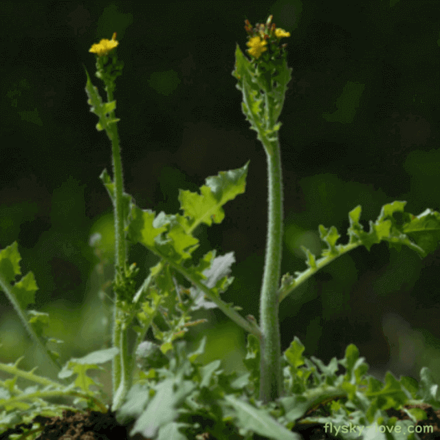 뽀리뱅이(보리뱅이)