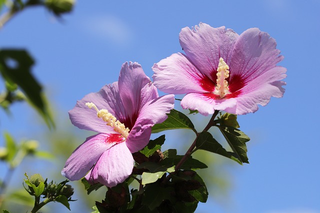 무궁화 Hibiscus