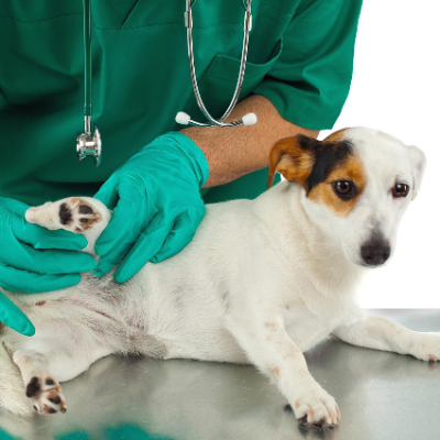 동물병원에서 검진 받는 강아지