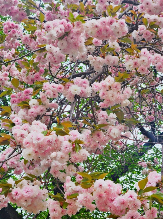 미래에셋 ISA 만기이전 방법