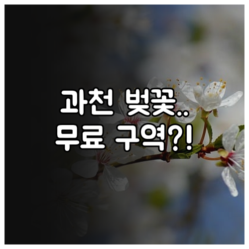 과천 벚꽃 개화 시기 요약 및 서울대..