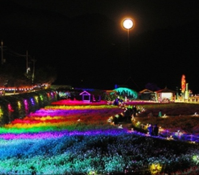 2024 평창 백일홍 축제 기간 입장료 기본정보