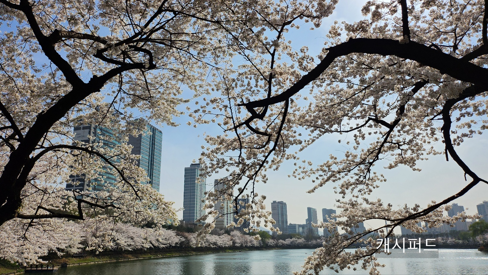 벛꽃과 나무