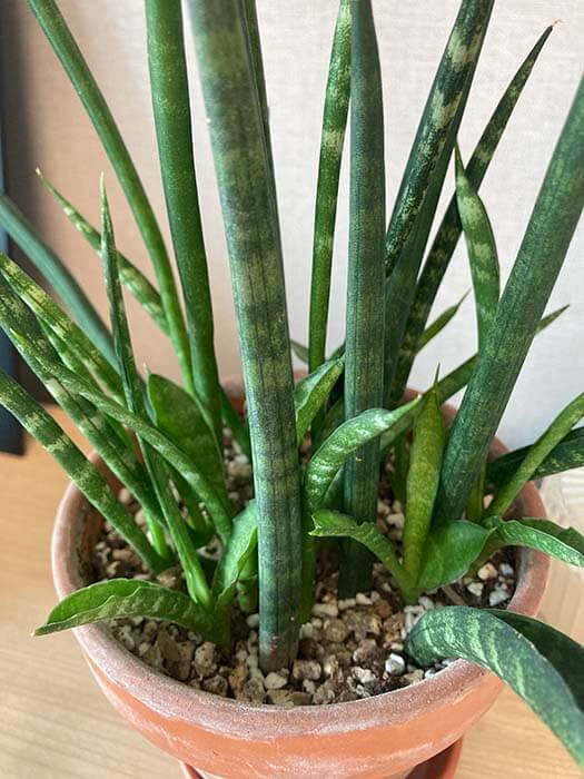 스투키_새순_새끼_번식