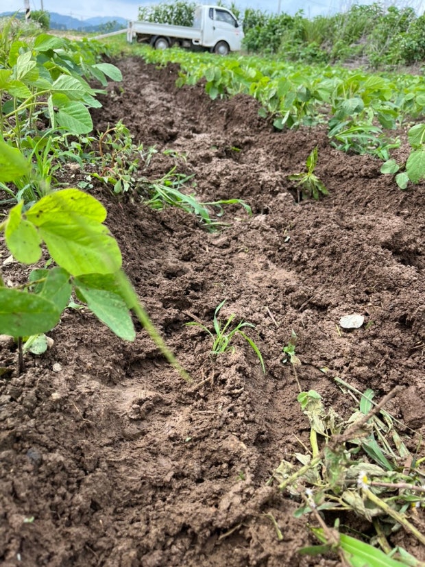 순치기와 북주기