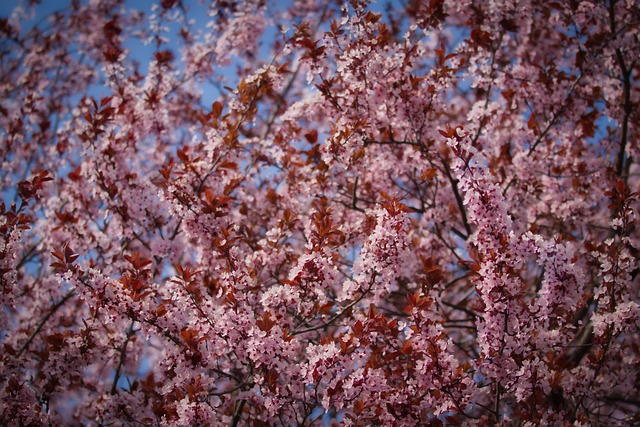 2025 전국 매화꽃 개화시기 및 축제일정 주차안내
