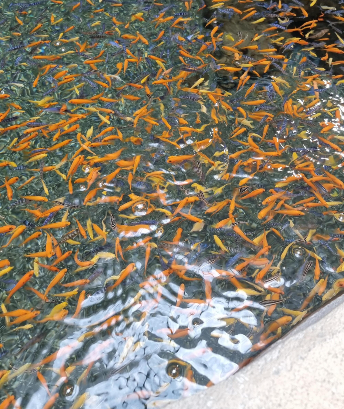 동탄 주렁주렁 물고기들