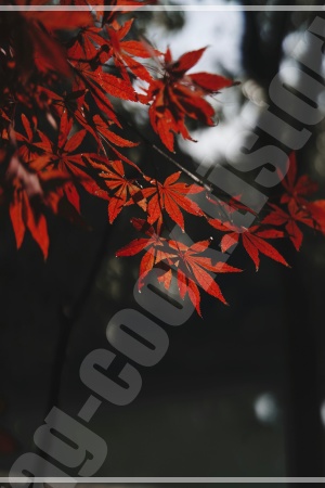 경복궁 연못 위 향원정과 그 주변을 둘러싼 붉은 단풍이 물에 비치는 모습 