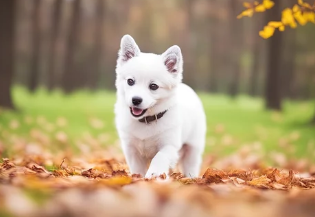 스피츠/출처:어도비스톡