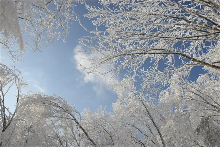 겨울 3주만 볼 수 있는 선자령 눈꽃 절경 트레킹 명소