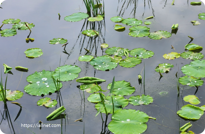 어린 연잎에 물보석이 맺혔습니다