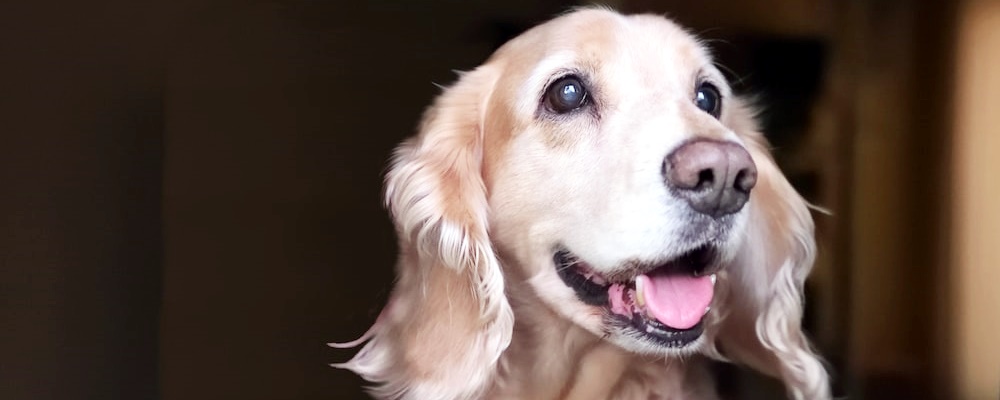 강아지 발정기 증상 3