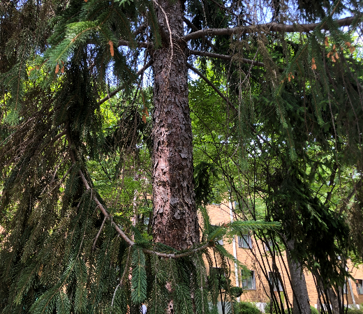 독일가문비 수형