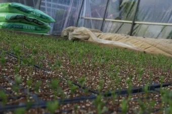 렌틸 재배 봄 파종 배수 확보 건조 수확_9