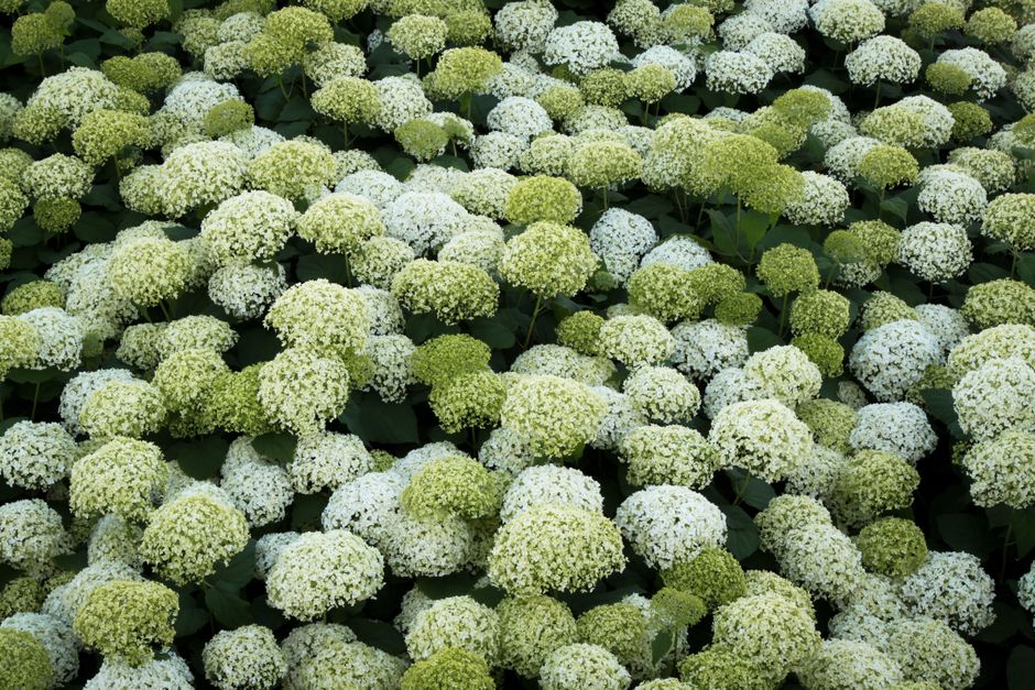 Expansive view of white and green hydrangea flowers in full bloom, showcasing summer's natural beauty.