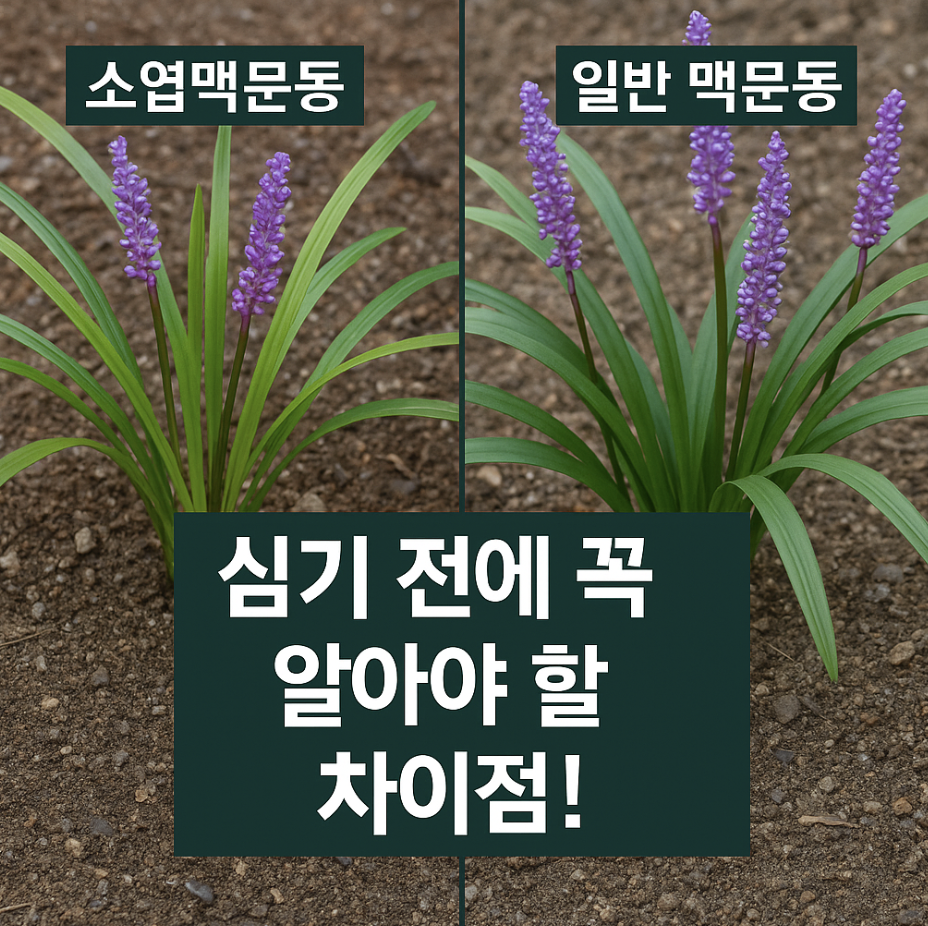 소엽맥문동 vs 일반 맥문동, 심기 전에 꼭 알아야 할 차이점!