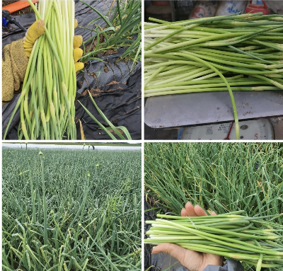 마늘쫑 뽑는 모습