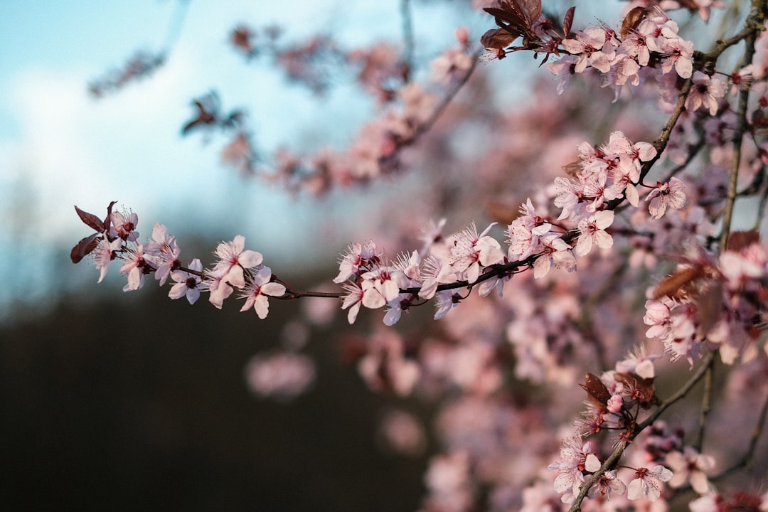 Cherry blossom.