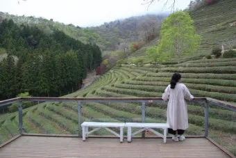 보성 녹차밭 대한다원 입장료 주차 코스 정보 총정리_15