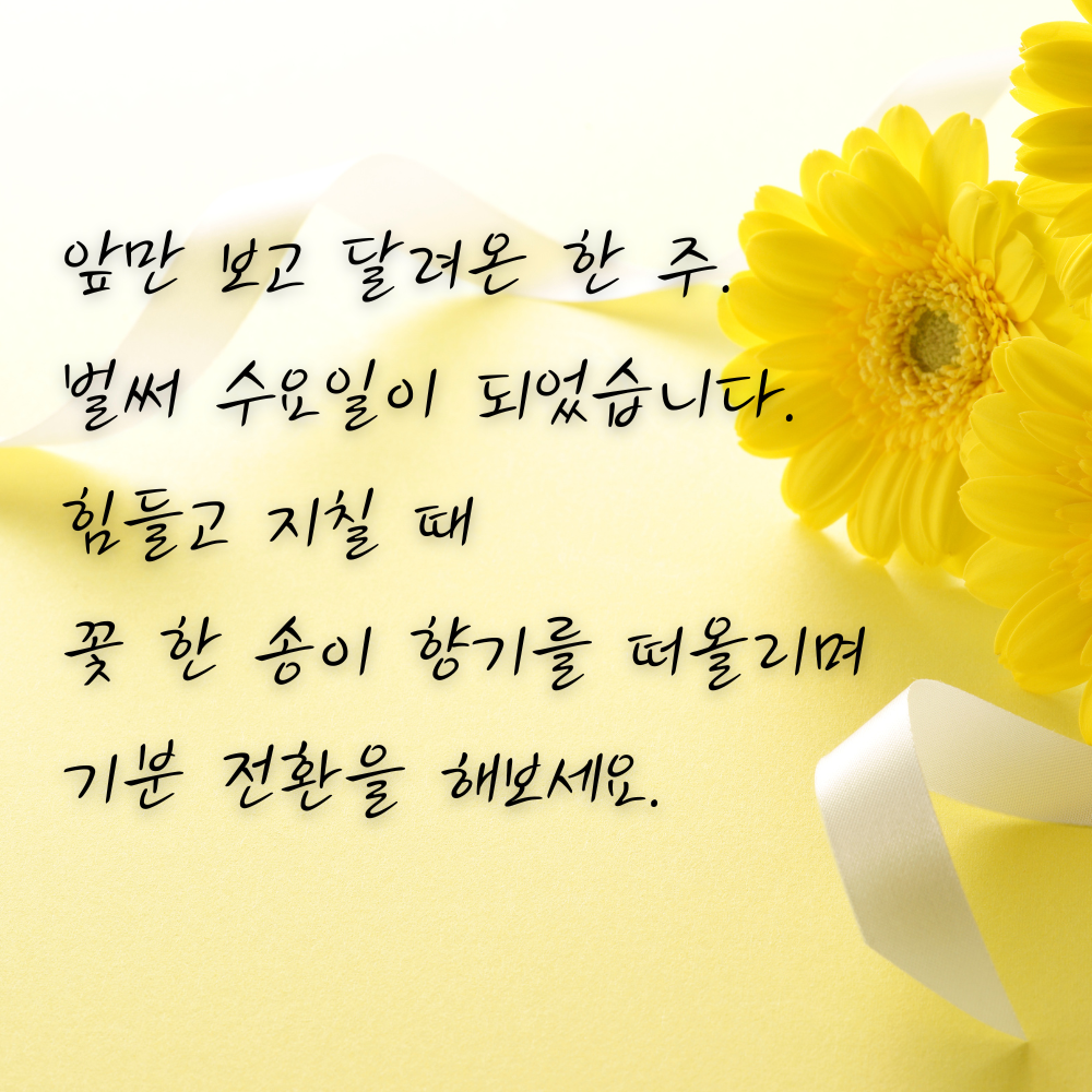 수요일 아침 인사말 이미지 모음 출근길