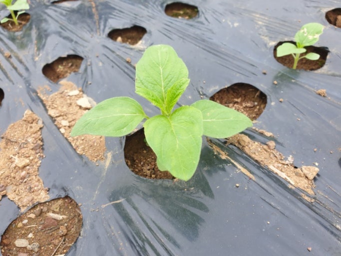 참깨 파종시기 – 고온성 작물, 늦서리 지나야 파종 적기
